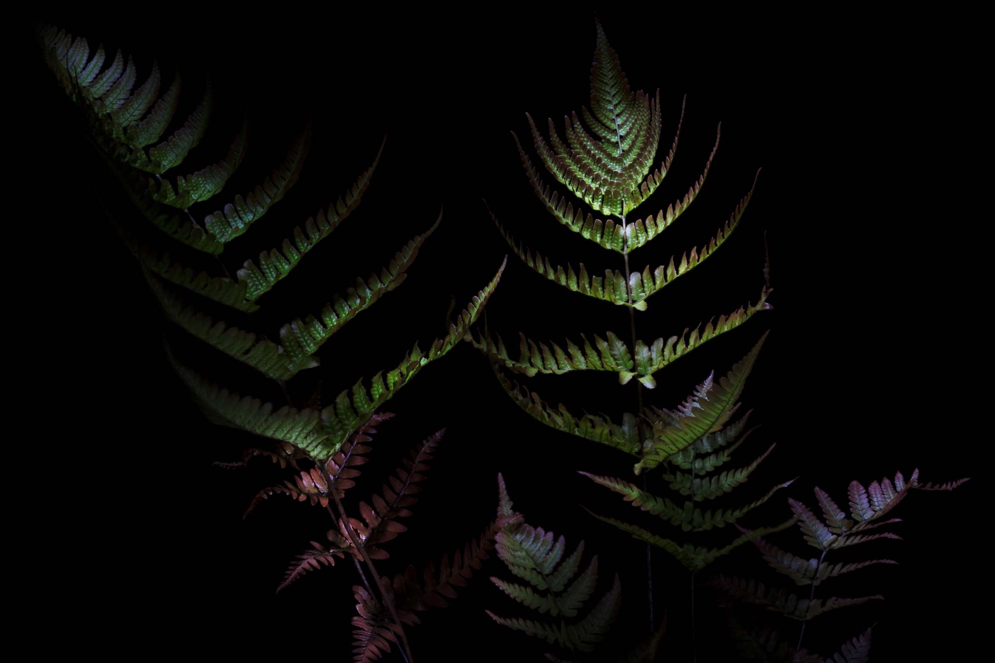 Intro Image